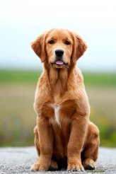 e181acacb9f80c4f8bdd47f1d980757f_164x246