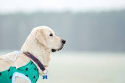 e19390b82837b84bc24d1f5b9b19487f_245