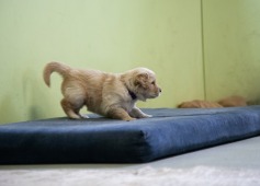 e1b38a67918ee9630975081e65d0fb5e_237