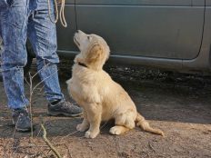 e20f0e3c80eb42452e9861569a71d857_232x174_fill