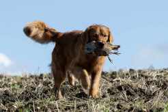 e22d713c875ab930e0e5901f42f5b5a0_246x164_fill