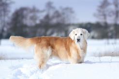 e2349f97396f76a464c88a300cb9013e_246x164_fill