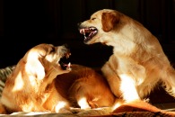 e245008f410b976fcabbd1e42e59b034_195x130_fill