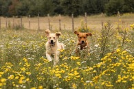 e246e47930e5a0fa11b862e21b397a9e_195