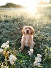 e32bea292da54a51c36a8bed69941811_174x232_fill