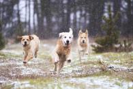 e3a34d8f238e7cbb7b540d259106c77a_195