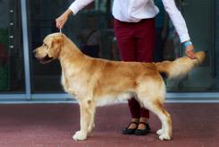 e43969611462db00ff6487c92eb32aee_245