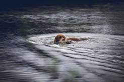 e479a2672597b58cd6c7d33b50c388a6_246