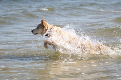 e4a33c1bf4ae9bf254282f0f31f32004_246