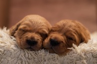 e4cabb39cb0ed761d65925bb4ee9c75f_195