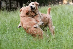 e51a2d1241b8d1bc9b6915387a8ddbc1_246