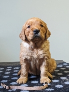 e530553cb77c9246af6a31be8fc528b5_138x183