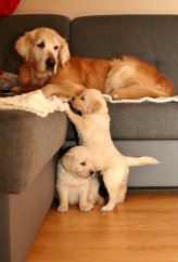 e567f73c1e77f3f1f5d45bcfaf510135_164x242