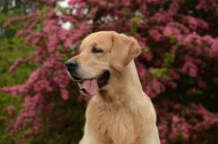 e598d305301531576c16d1ab55831378_244