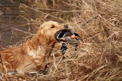 e59ed87b8b4082ddee9f221e68799f7f_246x164_fill