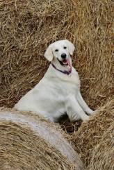 e5c395206205cd4939d90c787e99e63e_164x245