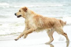 e5cbcd0a732260f75c4afa7ce7449959_246