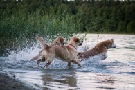 e643c1c399a1b8af5cab87d775a5661e_195