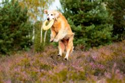 e67ca50d53c016c3c89a117c3d4a016d_246x164_fill