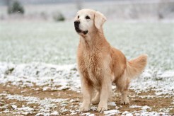 e688938e694b566090781a83733d794b_246