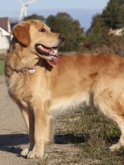 e68dec3ea17eb9a40a6a2b30bac60789_174x232_fill