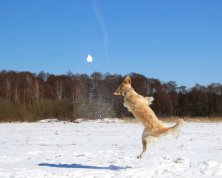 e692119a2652107e7ba2c51b8799f13f_222