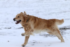 e6ad6db174af5acd245bc2ba4b3a7601_246x164_fill