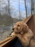 e6ee894d38d0155642697c66d04fe691_138x184_fill