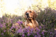 e738a72a8c69d177a45e712fb63a8abe_195