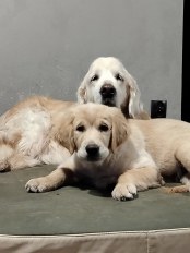 e7541dafa8c3b4b16e8ec304ef53140d_174x232_fill