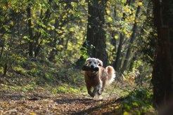 e76a1fb4ba4d1fdb484d9a53759cde33_246