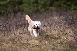 e7c18aa0d1ab3f6277e47fc914ed1c22_246