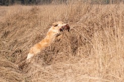 e7e3a4ca4403cfc4238f7a738ea21c11_246