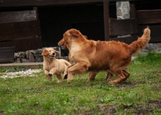 e7f23d17f8fe84022509f026c20f95d1_235