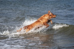 e8510e1caad2d39ea22019461d45ded1_246