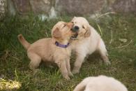 e87d349c5ec5fc30cea2e31a2281219c_195x130_fill