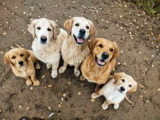 e89a3f0f286aee87dac06922a5639f95_232x174_fill