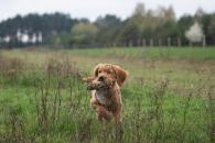 e8b5f281f4910eeaf70f23cd92c137c2_195x130_fill