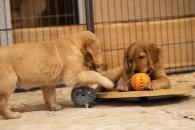 e8d16dae81a6a8e0cf52cfdcae6b40c9_195x130_fill