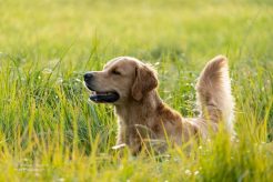 e8fd361414ede2e9bceb4bd37645a37e_246x164_fill