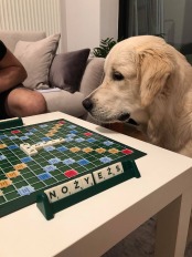 e9514002531523fafe2a8e4854f20b37_174x232_fill