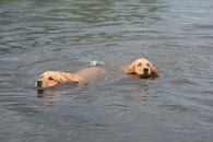 e9dad83c9f92fc99409d8e05740ed2a6_195