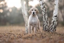 e9e9d2acca47626fca1869656d45f40f_246x164_fill