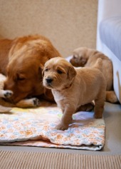 eaba8eb92101bef4c298ee8c2e47cd5c_170x237