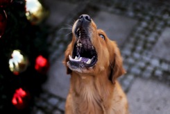 eaec78d56bc34cbe415eddec8ebd4e17_245