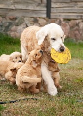 eaf8c77734494378722cb3917b984a99_170x237