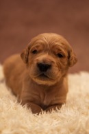 eb50a4db00181c812bb77d8b8c1c67ee_130x195