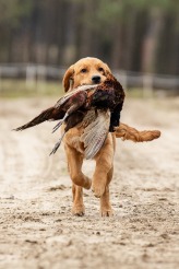 eb6289b0a086a4ed1db40f37e2c9bee9_164x246