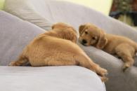 ecda6e86feec440633a93cc5db2ee57f_195x130_fill