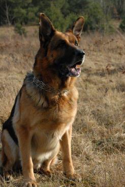 ece0900228e5274c8a167dd107658283_246x367